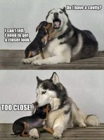 funny-dog-memes-do-i-have-cavity.jpg