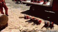 paragonbuilder.gif