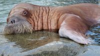 130830024041-freeze-animals-walrus-horizontal-gallery.jpg