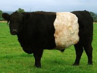 250px-Belted_Galloway_at_Gretna_Green.jpg