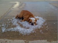 signs-its-hot-dog-ice.jpg