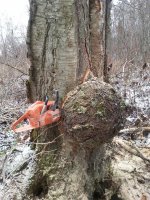 burl cut.jpg burl cut.jpg