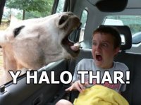 Funny-Horse-Memes-13.jpg