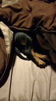 IMG_20170217_221325908.jpg
