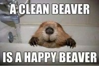 Funniest_Memes_a-clean-beaver-is-a-happy-beaver_8527.jpeg