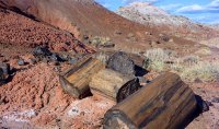 petrified forest.jpg
