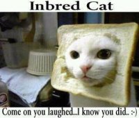 inbred-cat.jpg