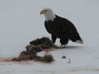 Eagle eating coyote FEB 2012 (7).JPG