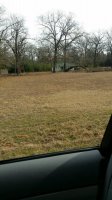 fallen tree arching down to ground.jpg