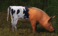 IMG_0423.GIF