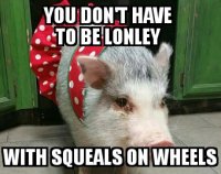 Squeals on wheels.jpg