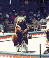 Bear_bike.gif