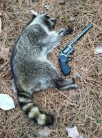 Trapping March 2014 Coon.jpg
