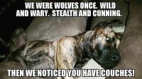 great-dane-on-couch-dog-meme.jpg