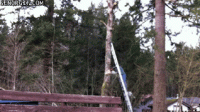 IMG_4009.GIF