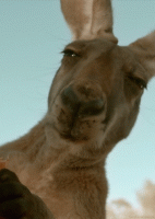IMG_4005.GIF