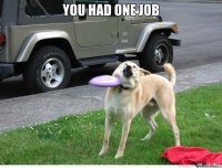 you-had-one-job-dog_o_1668841.jpg