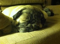 Pugsi.jpg