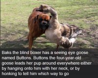 facts_about_dogs_19.jpg