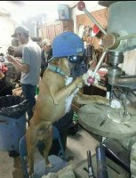 he-was-a-solid-union-gig-so-they-couldn-t-fire-carl-when-they-found-out-he-was-a-dog.jpg