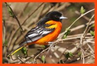 Baltimore Oriole.jpg