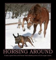 horsing-around-then-it-was-on-dog-stomping-style-demotivational-poster-1274117058.jpg