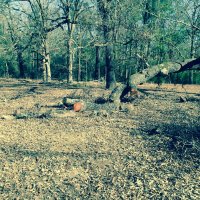 top end of tree on ground.jpg