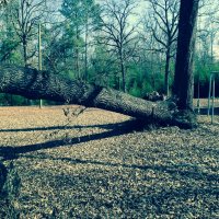 root ball stump end.jpg