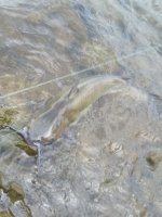 20170603_123200.jpg