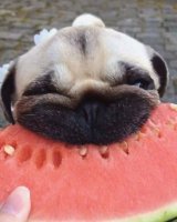 how-everyone-looks-eating-watermelon.jpg