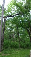 IMG_20170613_200248150.jpg