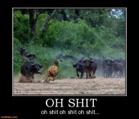 *s-word-*s-word-*s-word-lion-animal-*s-word-demotivational-posters-1366395623.jpg
