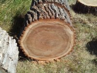 elm.jpg