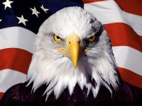 ws_Eagle_on_flag_1600x1200 (1).jpg