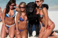 rect_monkey-got-lucky-with-girlfriend-02-washingbrain.com[1].jpg