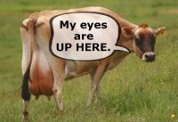 Cow_my_eyes_are_up_here_meme_thread_8986384.jpg