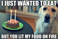 dog-funny-happy-birthday-meme.jpg