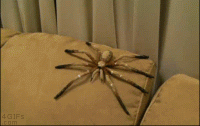 IMG_4643.GIF