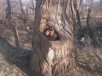 Big Holow Cottonwood3.jpg
