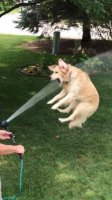 when-your-thirsty-after-mowing-the-lawn.jpg