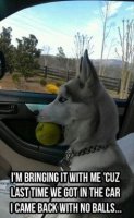 5e2bb607771df1eb9d92e59cdadee4f4--funny-quotes-and-sayings-dog-quotes.jpg