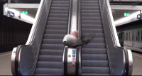 IMG_4750.GIF