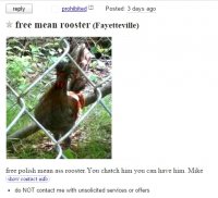 mean-ass-rooster-good-best.jpg