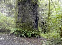 spruce open.JPG