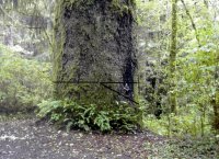 sprucehumboldt.JPG