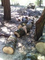 IMG_20170813_114635.jpg