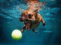 6b6284e0a9afc6890694ee5c13d50da4--dogs-underwater-dog-books.jpg