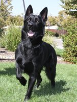 a462c1f2771bf81fbdfc5f3d77d16ca1--black-german-shepherd-puppies-black-german-shepherds.jpg