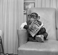 Just monkeying around in his 1950s New York bachelor pad___ Photos ___.jpg