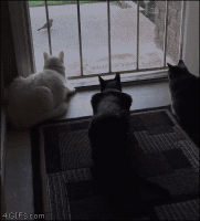 IMG_4881.GIF